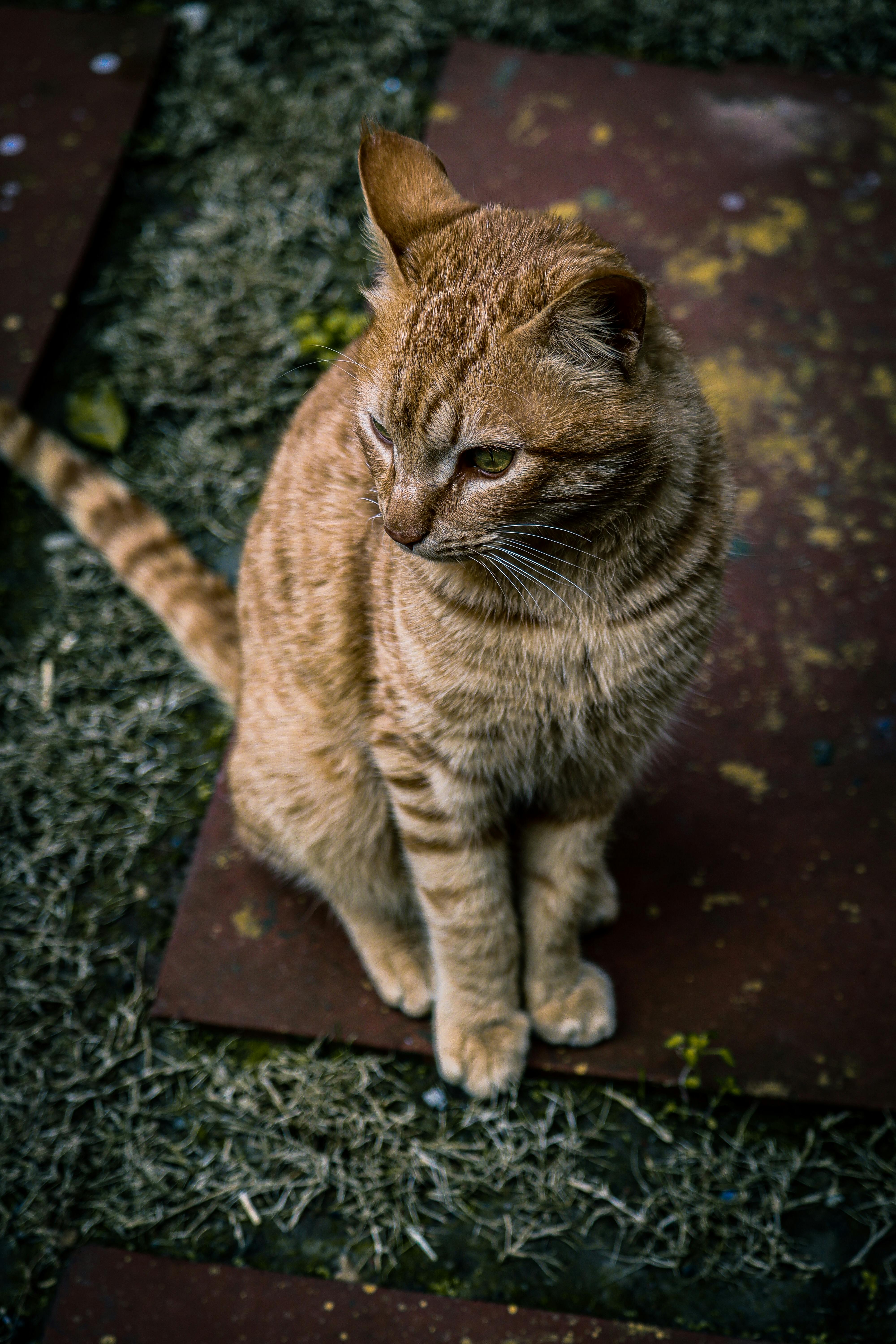 Cat Drinking Water with Straw · Free Stock Photo