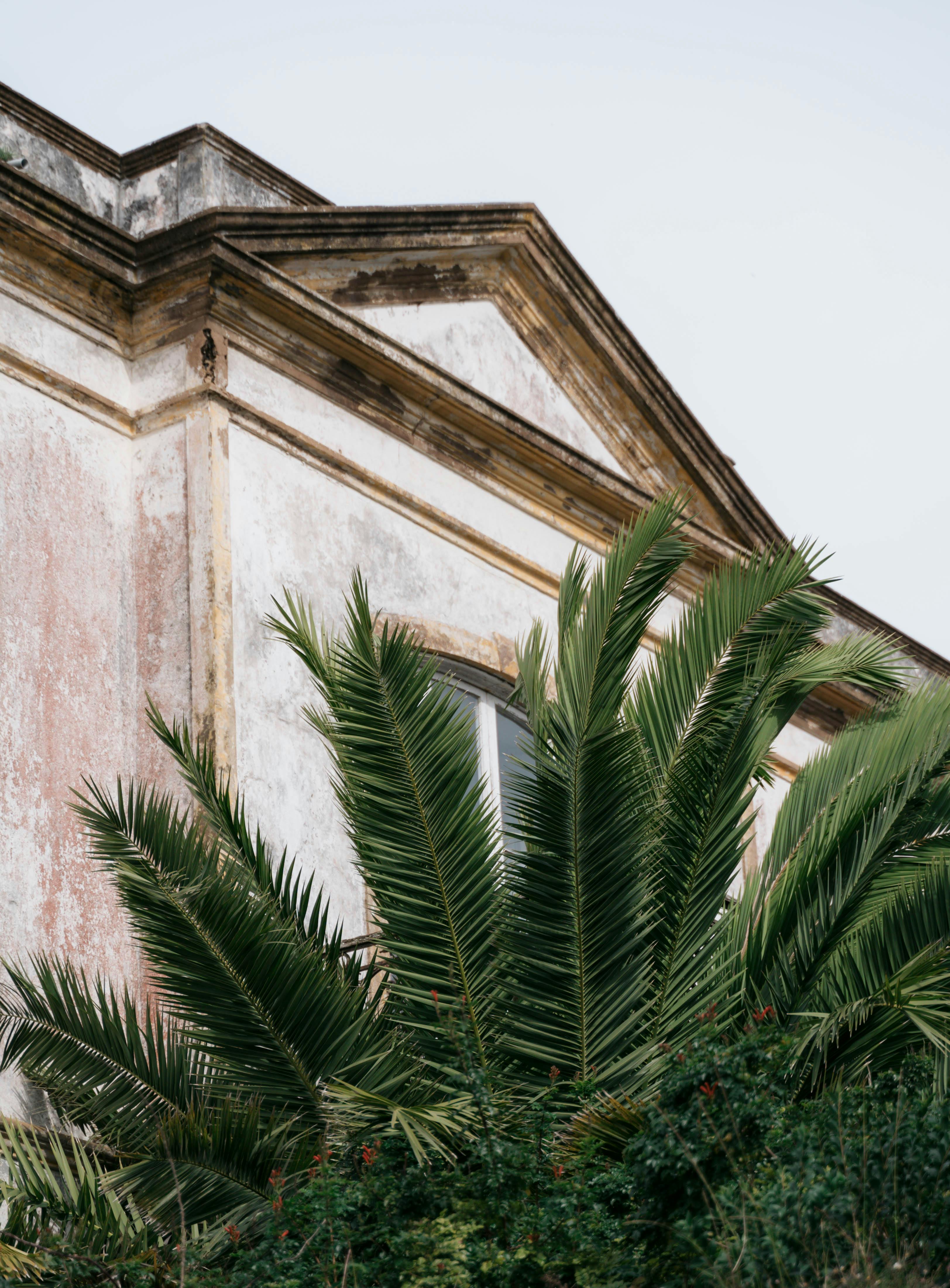 Exotic Shorthair Photos, Download The BEST Free Exotic Shorthair Stock