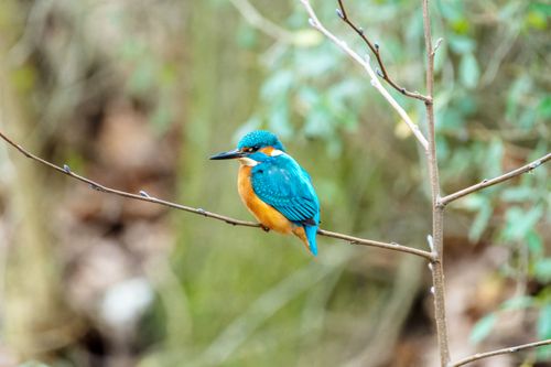 Free Close-up of a colorful kingfisher perched on a branch in a natural setting. Stock Photo