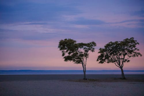 Trees on a Beach at Dusk 