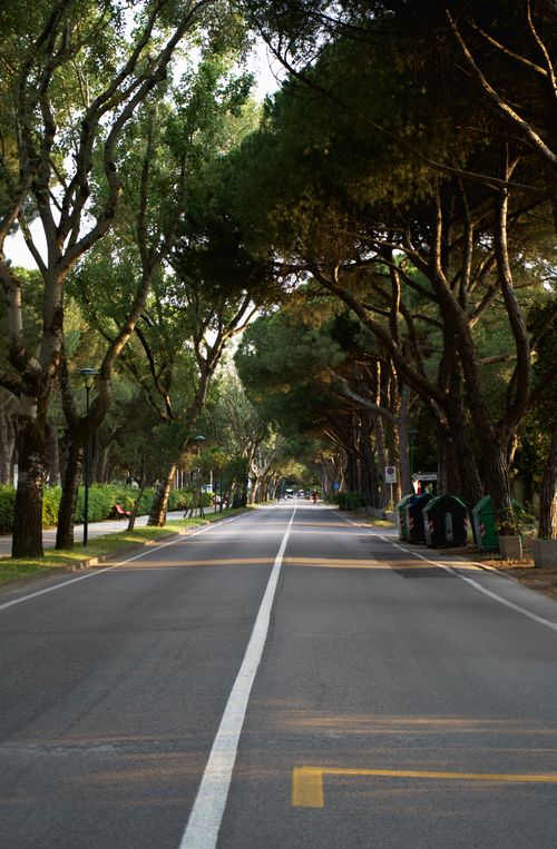 Free Peaceful road with lush trees arching overhead, creating a scenic green tunnel. Stock Photo