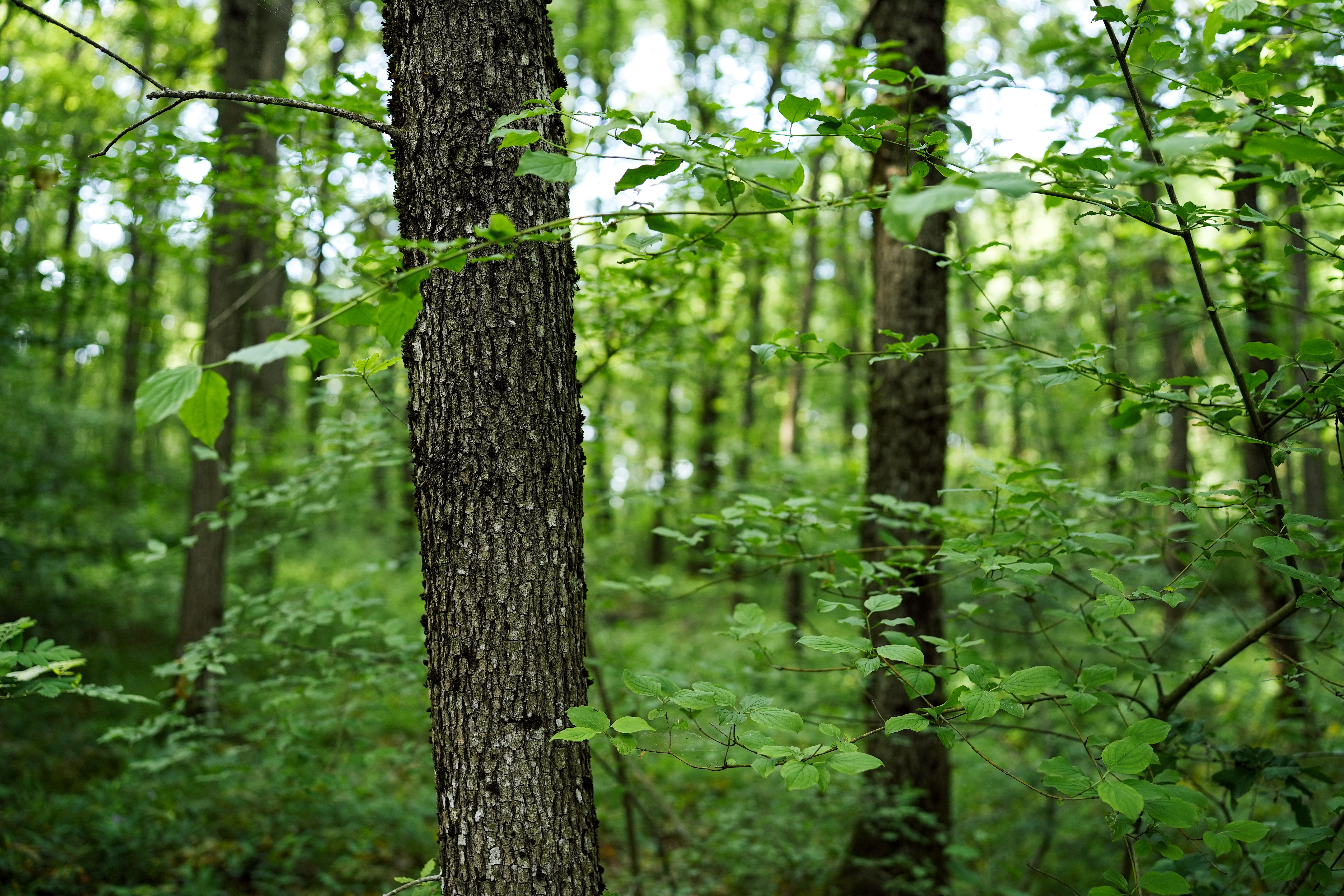 Close-up of a tree trunk in a forest — representing the bark from which iboga alkaloids are extracted