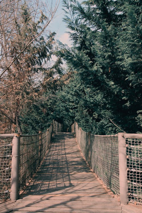 Trees around Sunlit Footbridge