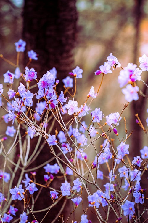 Gratis lagerfoto af blomster, kronblad, lodret skud