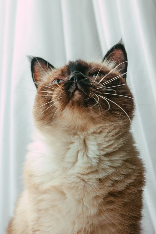 Free Close-up portrait of a cute Siamese cat with vivid whiskers against a soft backdrop. Stock Photo