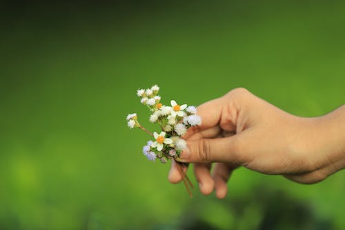 Kostnadsfri bild av anläggning, blomning, bokeh