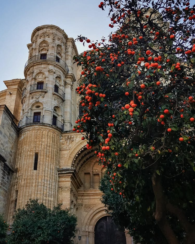 Orange Tree In Front Of The Cathedral Of Malaga