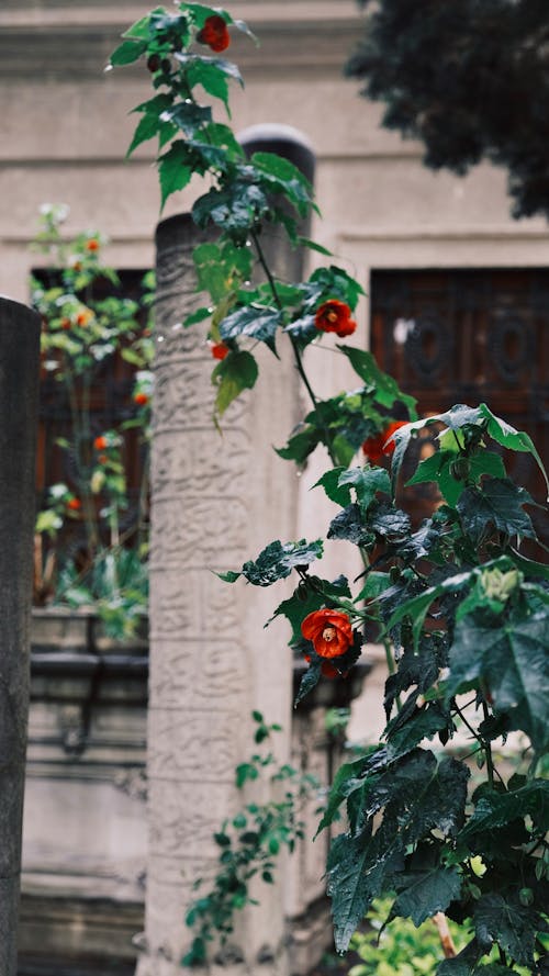 Red Indian Mallow Flowers Growing in a Cemetery