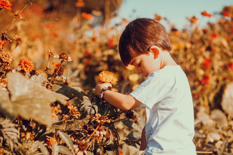 Boy Picking Withered Flowers In Autumn Garden