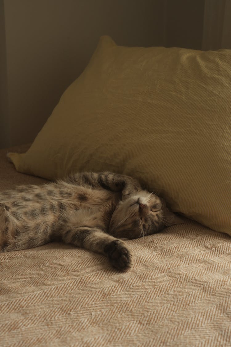 Cat Lying Down On Bed