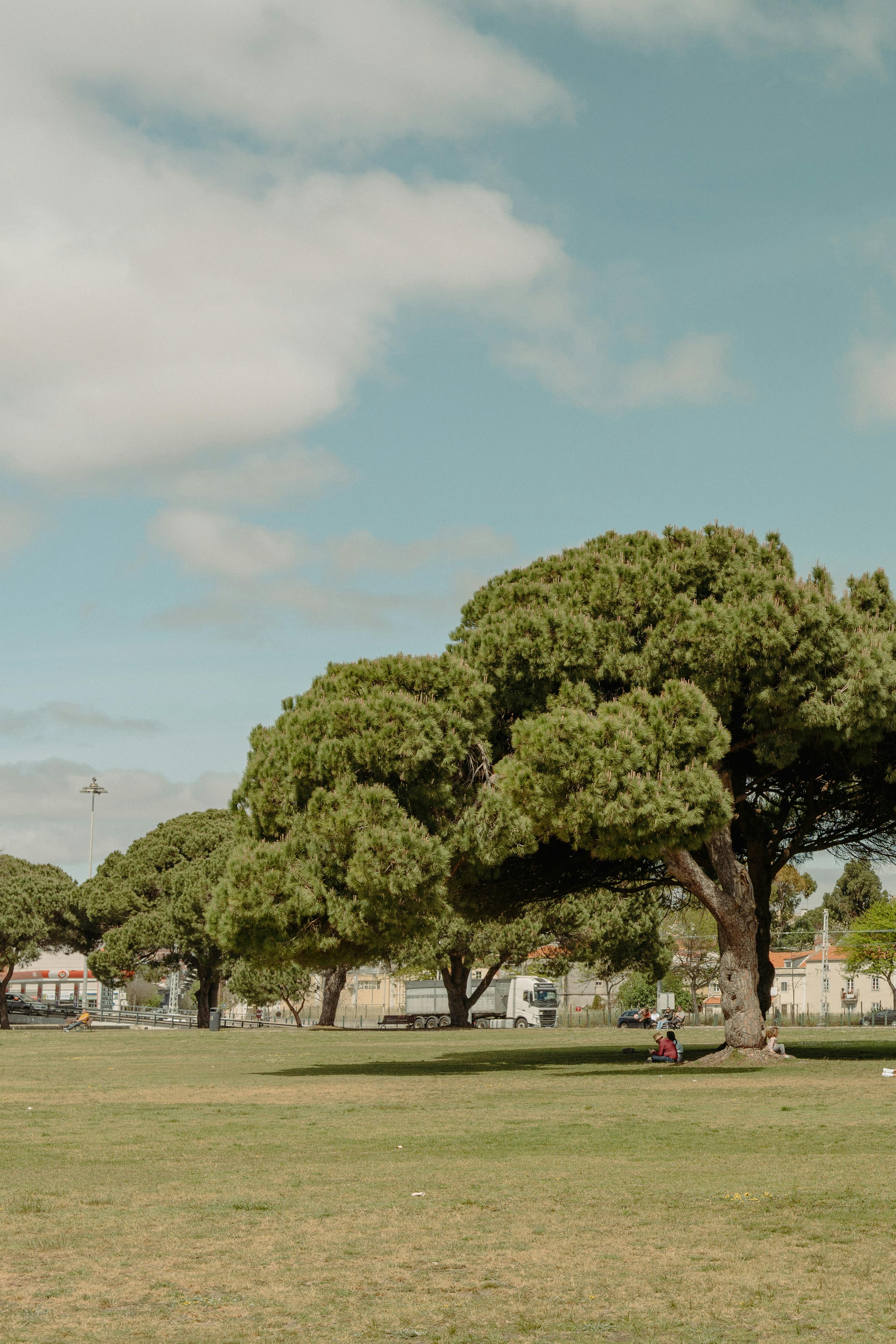 People Sitting under Trees in City Park