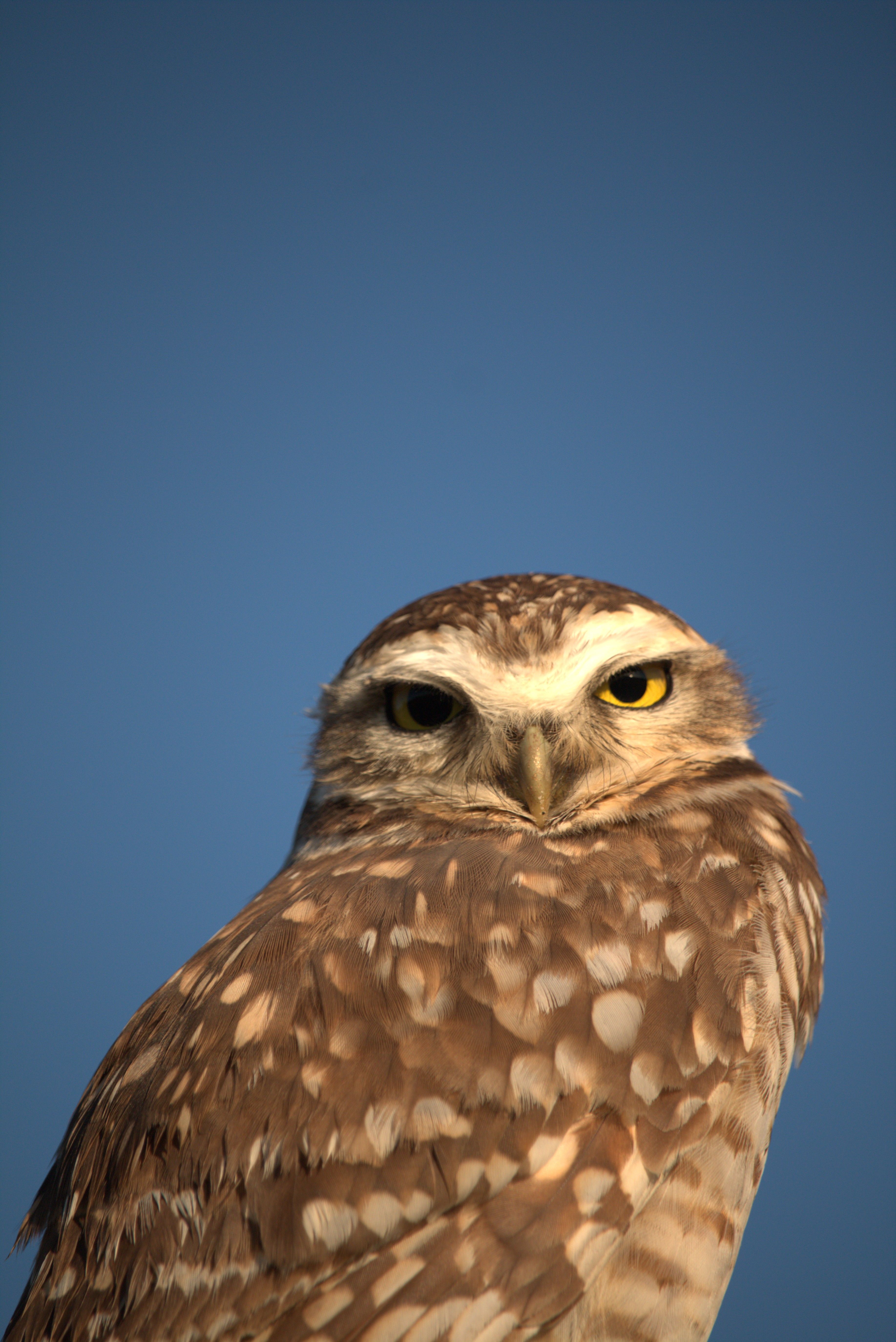 Free Majestic burrowing owl portrait against blue sky in Guaratuba, Brazil. Stock Photo