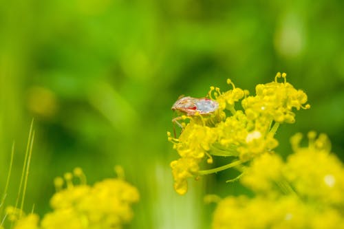 Foto d'estoc gratuïta de animal, flors, fons de pantalla