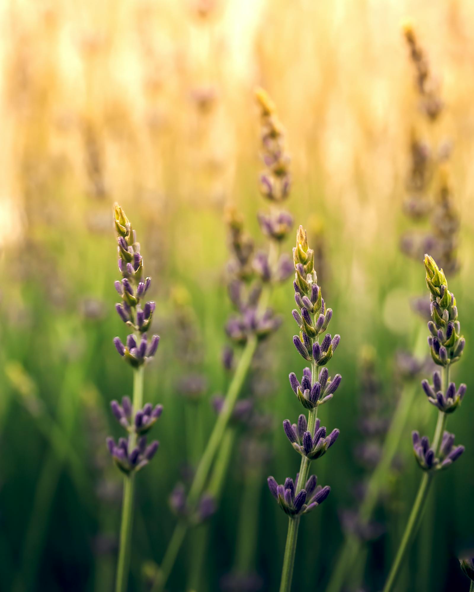 Wildflowers For Bees Photos, Download The BEST Free Wildflowers For