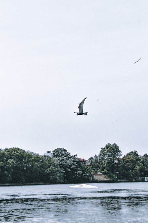 akşam, dikey atış, doğa içeren Ücretsiz stok fotoğraf