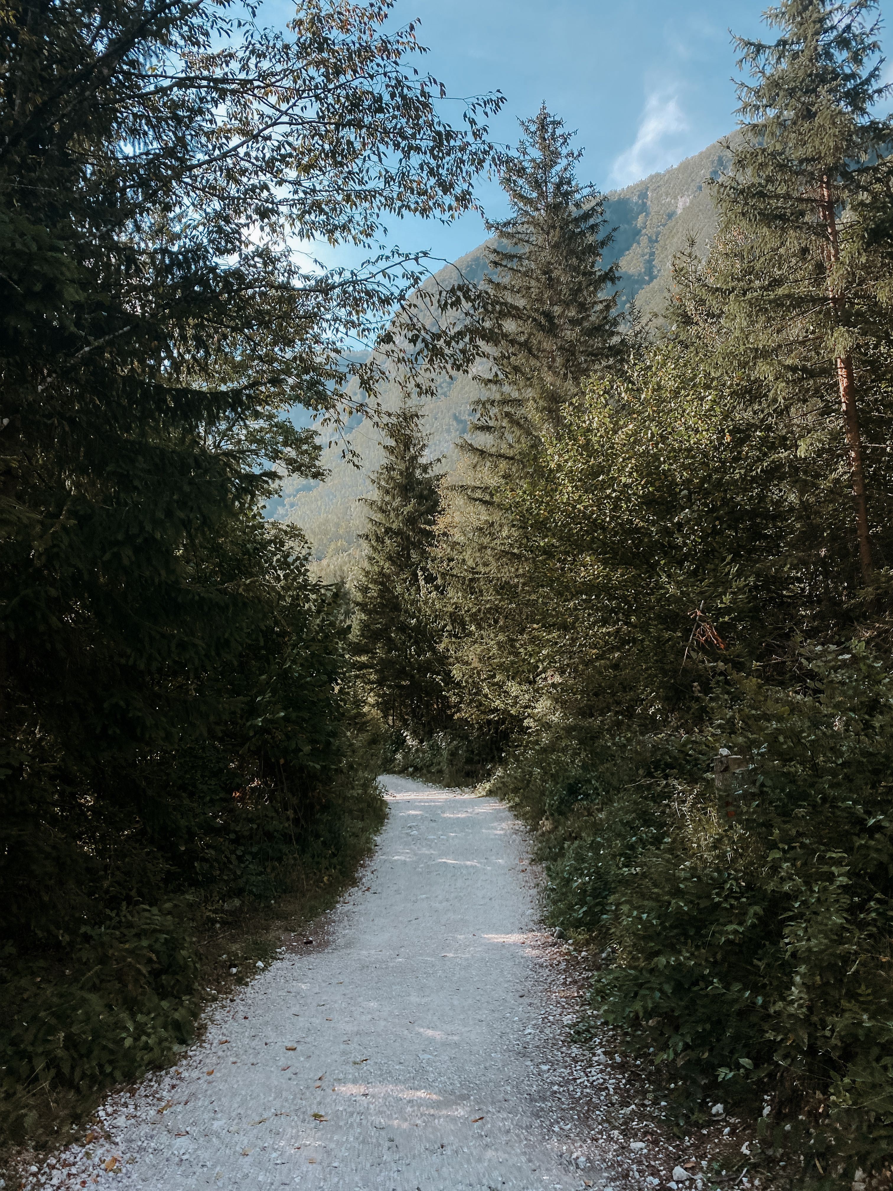 Footpath in Green Forest · Free Stock Photo