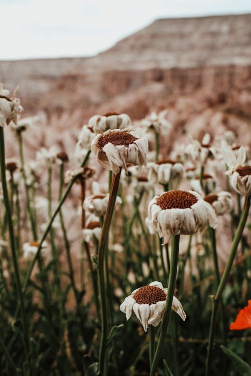 Foto stok gratis bidang, bunga-bunga, flora