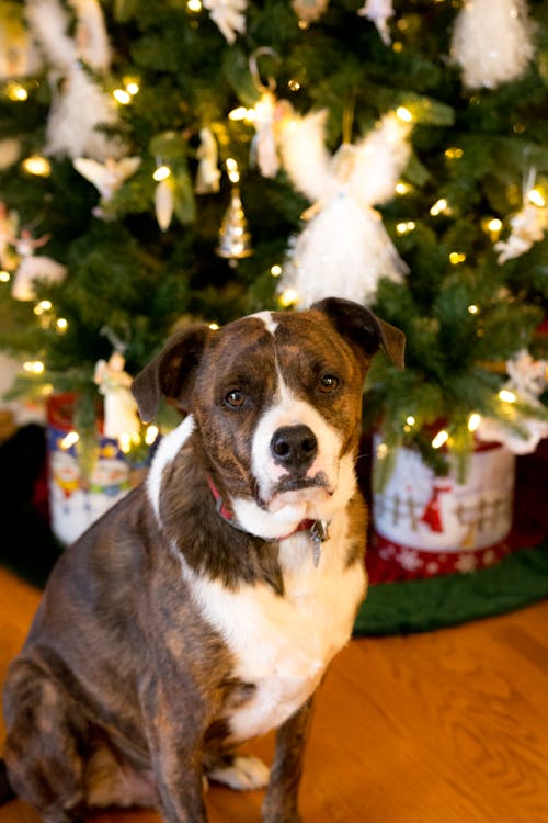 Free stock photo of canine, christmas, christmas tree Stock Photo