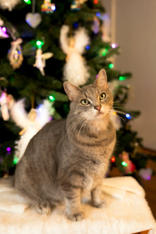 Free stock photo of animal portrait, cat, christmas Stock Photo