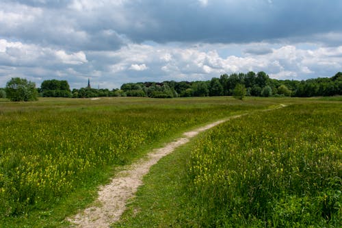 Footpath in a Meadow with Trees in a Distance 
