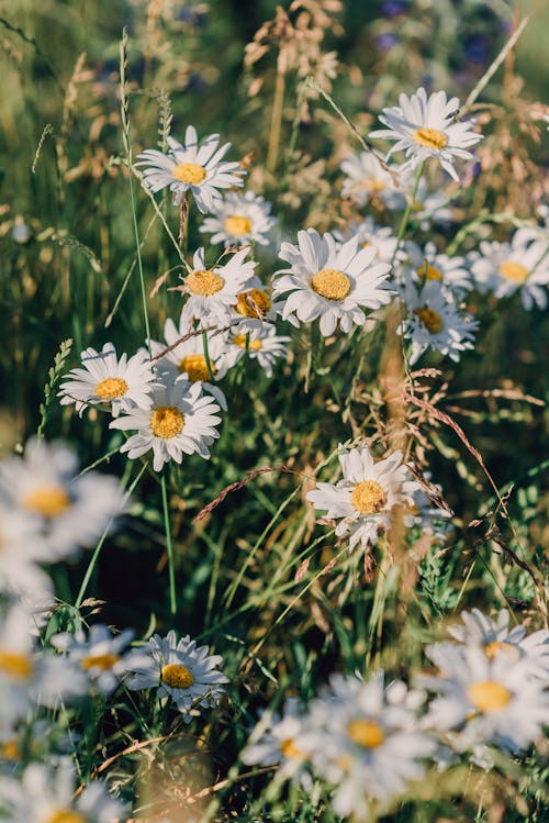 Бесплатное стоковое фото с ботанический, вертикальный выстрел, весна