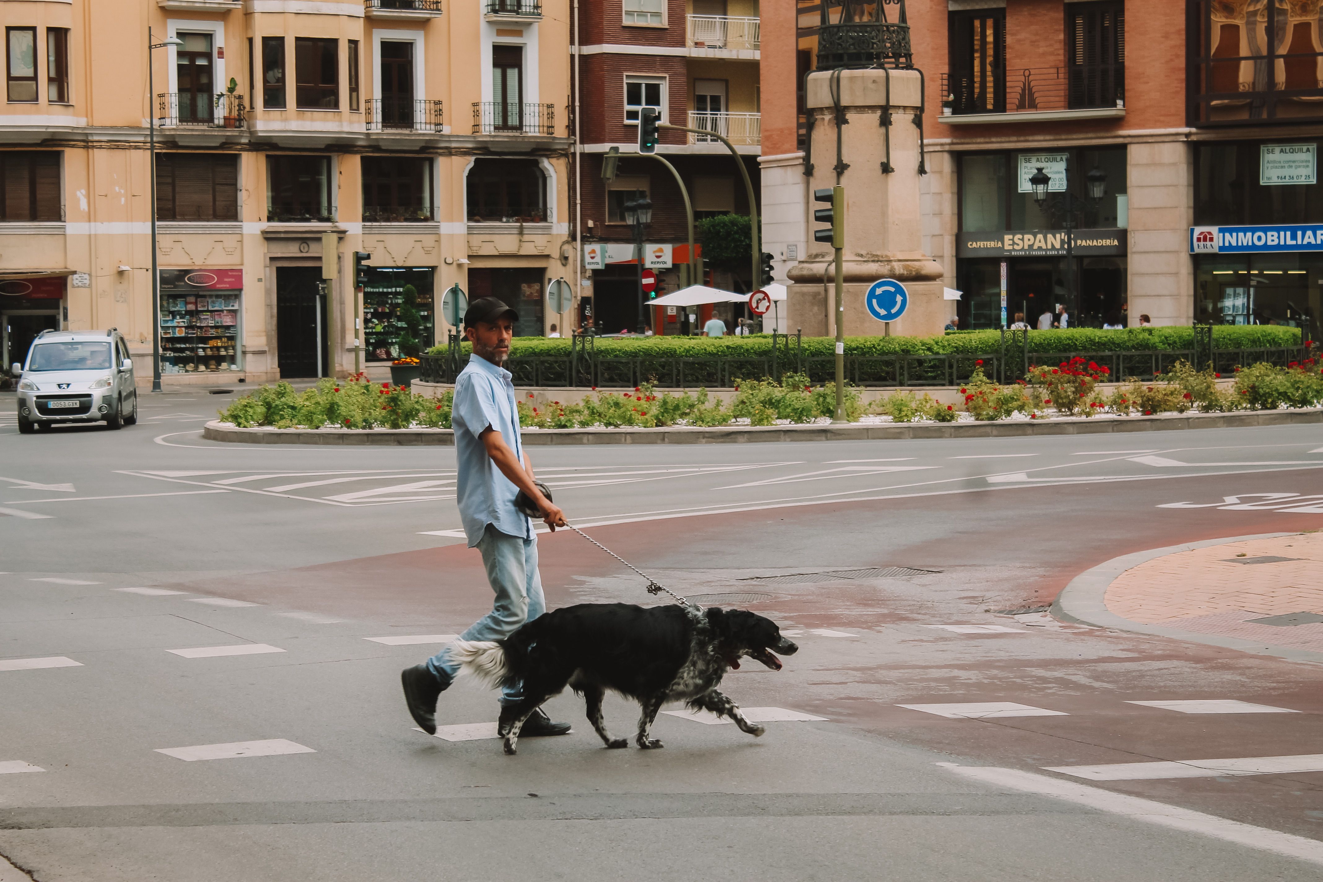 Consejos veterinarios sobre 🔥 Perro atropellado tiene quemaduras por fricción con el ne - Foto 1
