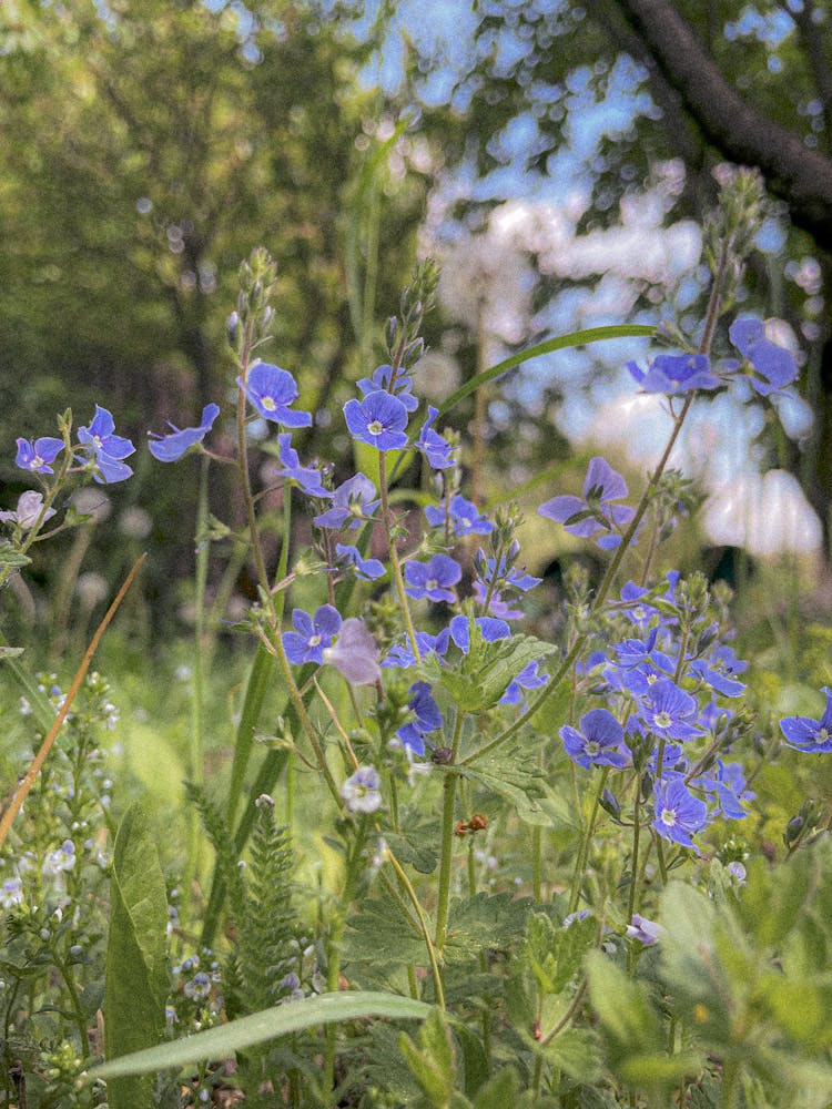 Blooming Violet Flowers On Meadow