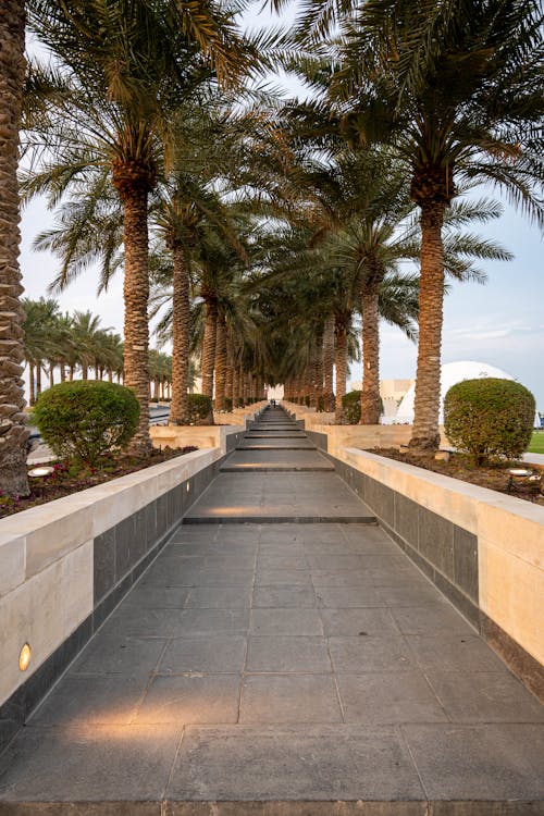 Pavement Between Palm Trees in Resort