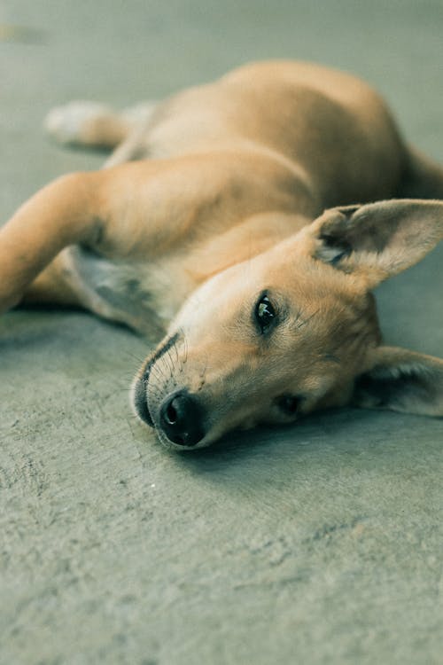 A Dog Lying on the Ground 