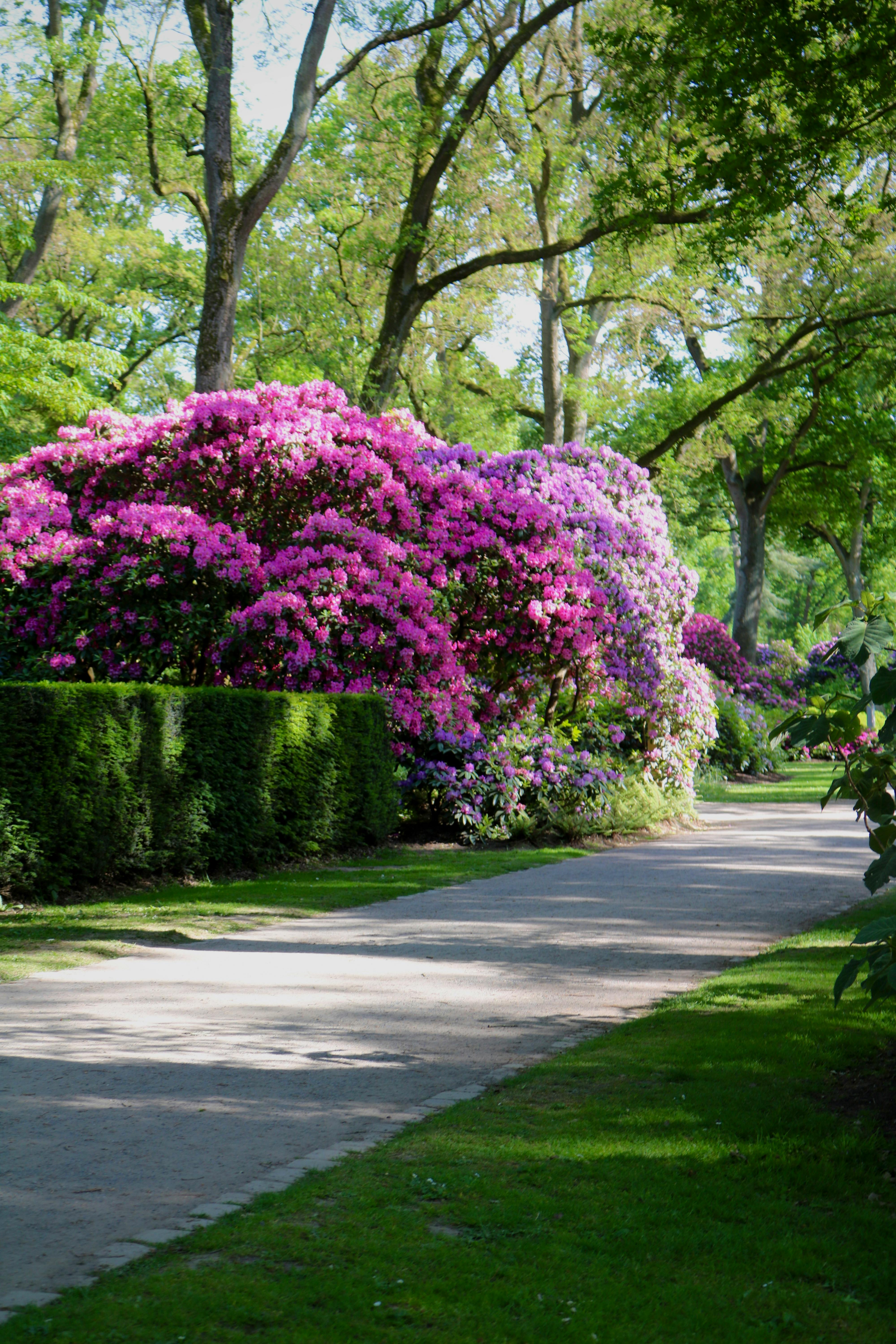 Lush garden path with vibrant pink and purple rhododendrons in full bloom, perfect for nature walks.