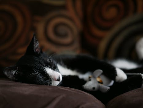 一只黑白相间的猫抱着玩具，在室内舒适的沙发上平静地睡觉