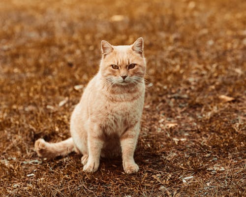 Orange Tabby Cat on Brown Dried Leaves