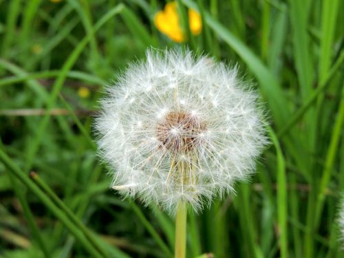 Free Beautiful close-up of a dandelion seed head against a green grassy background, symbolizing spring and new beginnings. Stock Photo