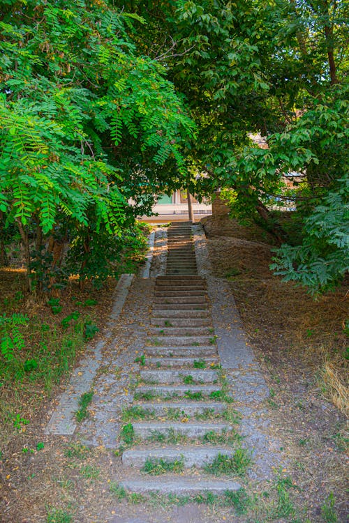 Imagine de stoc gratuită din arbori, arhitectural, copaci