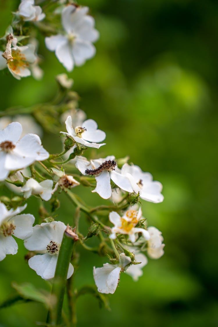 Caterpillar On Arrowhead Flowers