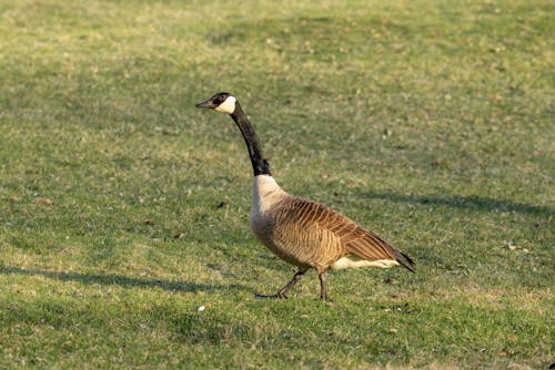 Goose in Nature
