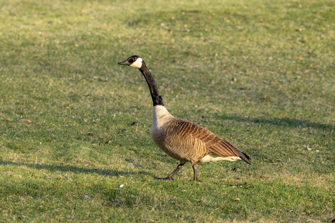 Goose in Nature
