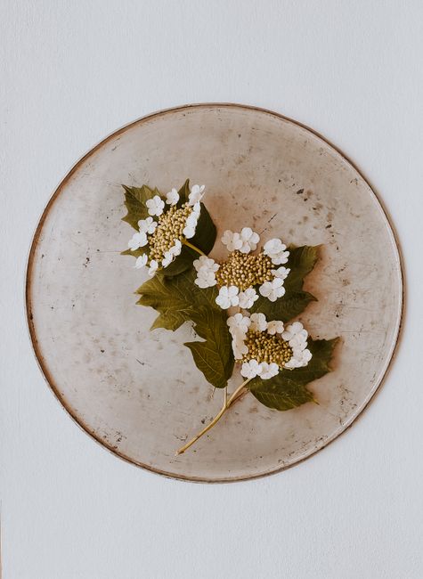Minimalist still life of white flowers with green leaves on a rustic plate, showcasing natural elegance.