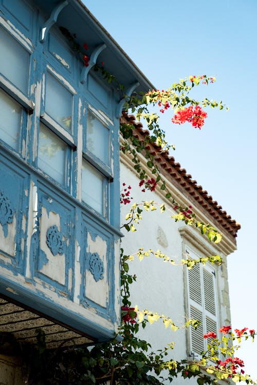 Flowers Blooming on Plants Climbing Up Weathered Wooden House Walls