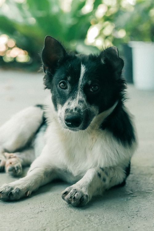 Free Cute black and white puppy lying on the ground with a curious expression. Perfect for pet lovers. Stock Photo