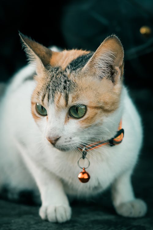 Close-up of a Cat Wearing a Collar 