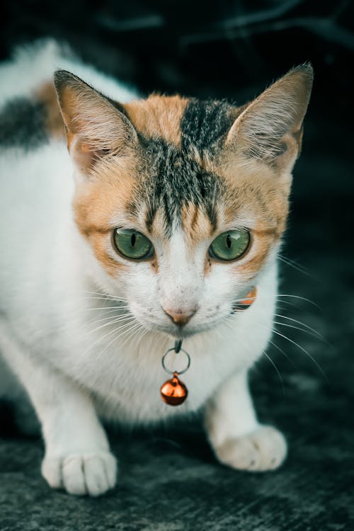 Cute Calico Cat with a Small Bell on its Collar Sitting on the Floor