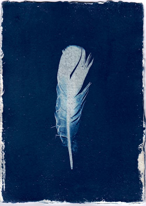 Cyanotype Print with a White Feather against Dark Blue Background