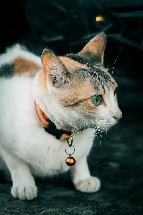 Cat Wearing a Collar 