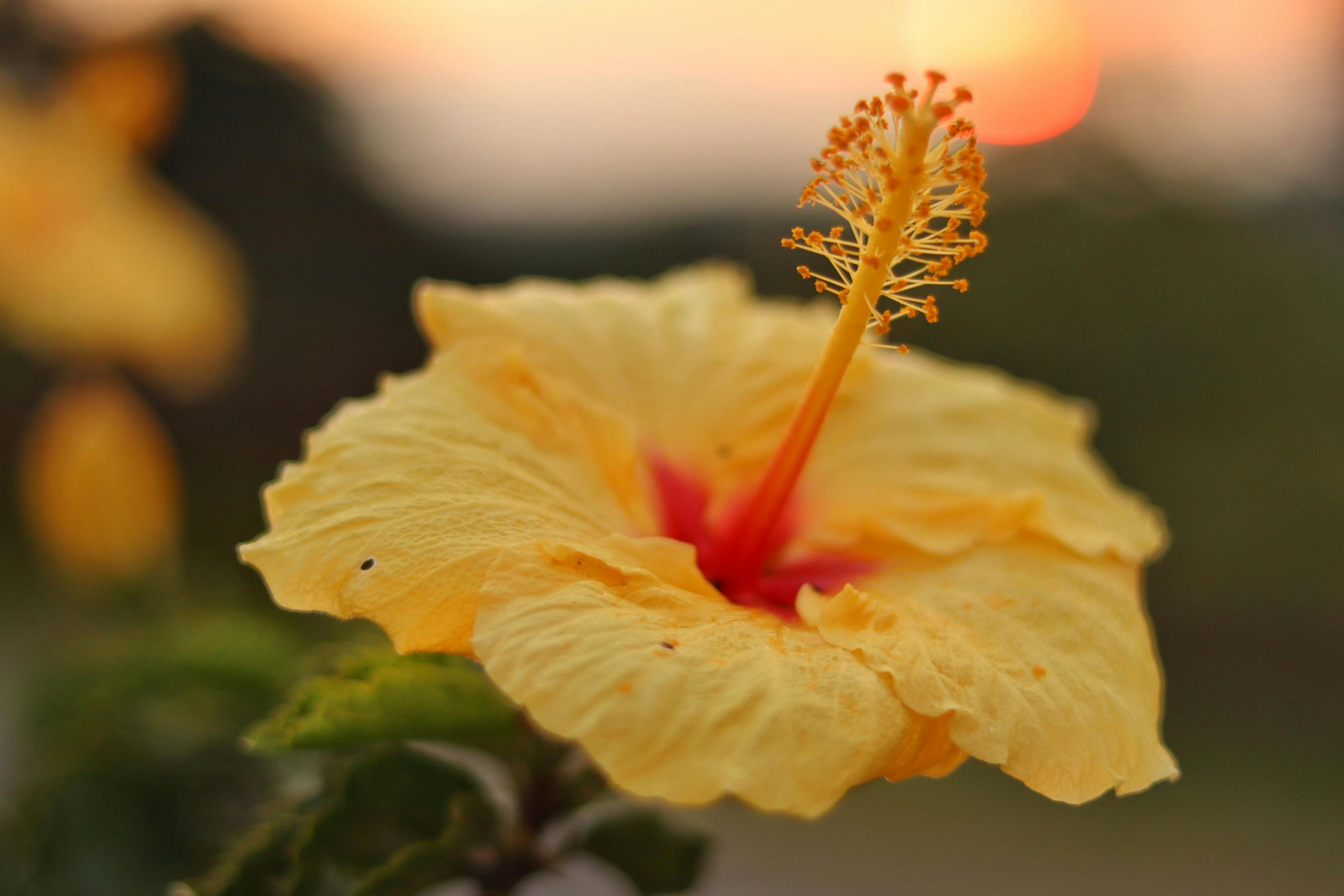 Free stock photo of flower, flowers, golden sunset