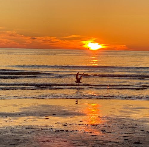 Free stock photo of beach, bird, netherlands