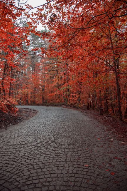 Idyllic autumn scene with a winding road through a forest of red-leaved trees.