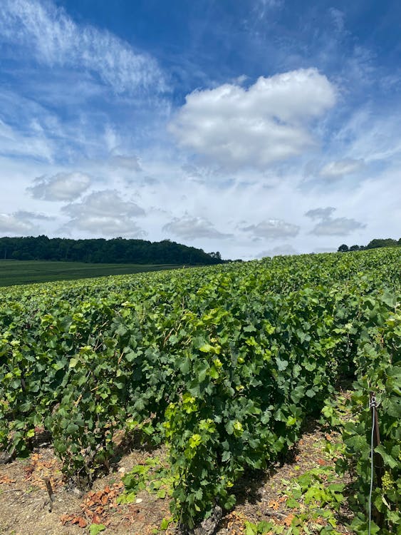Free stock photo of champagne, france, grapes