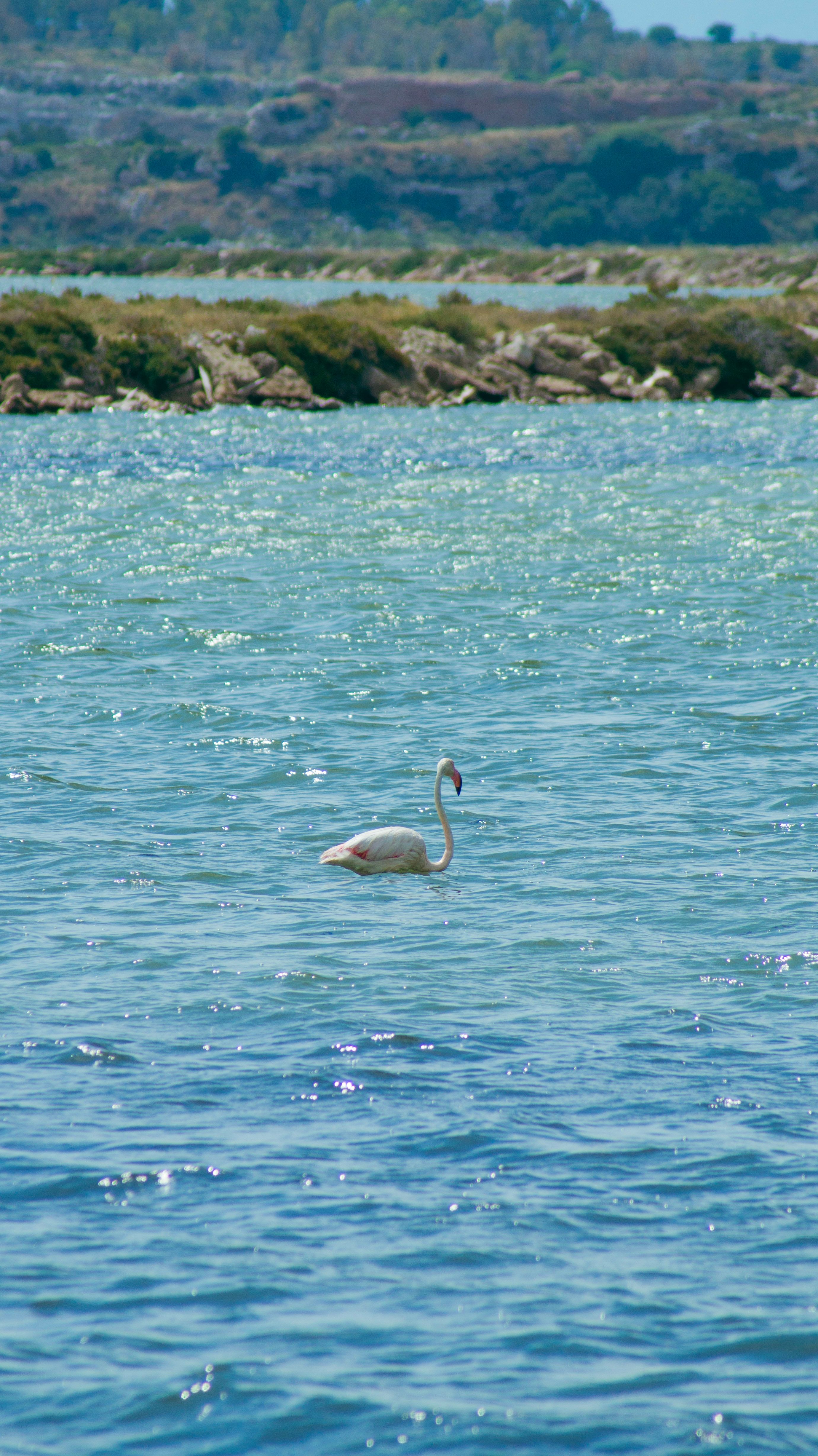 Flamingo Float Photos, Download The BEST Free Flamingo Float Stock