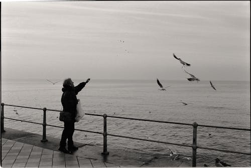 Elderly Woman Feeding Birds on Seashore